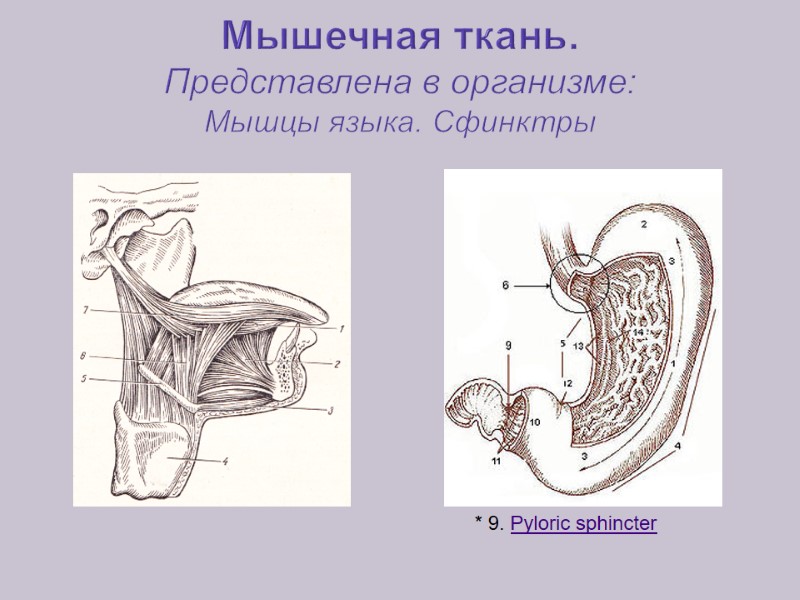 Мышечная ткань. Представлена в организме: Мышцы языка. Сфинктры      *